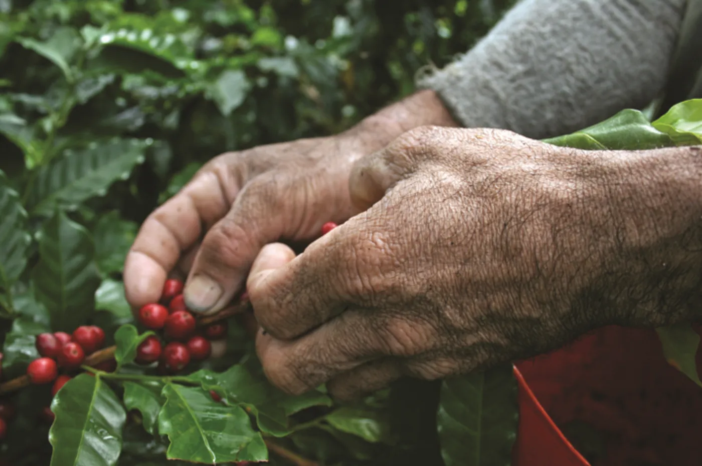 Caficultor colombiano sosteniendo cerezas de café maduras