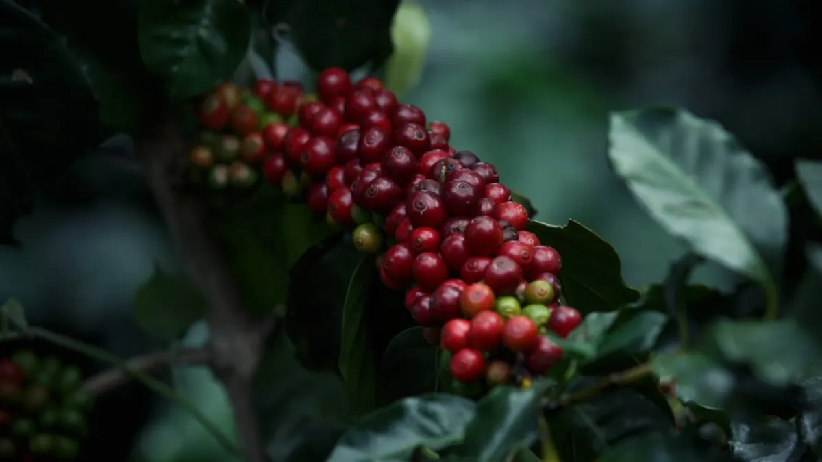 Cerezas de café maduras en la planta