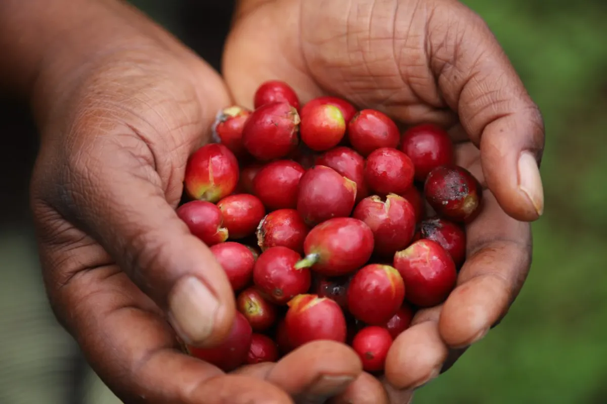 Manos con cerezas de café recién cosechadas